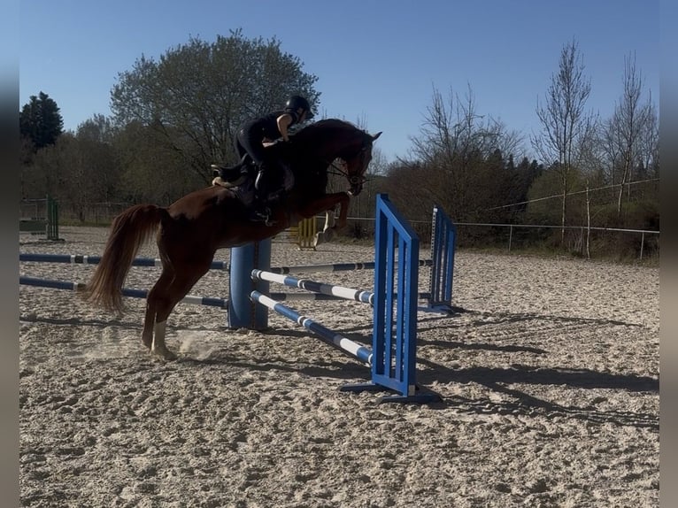 Bayerisches warmbloed Merrie 9 Jaar 162 cm Vos in Witzmannsberg