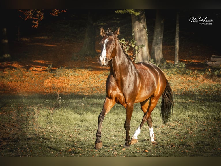 Bayerisches warmbloed Merrie 9 Jaar 167 cm Donkerbruin in Neubeuern