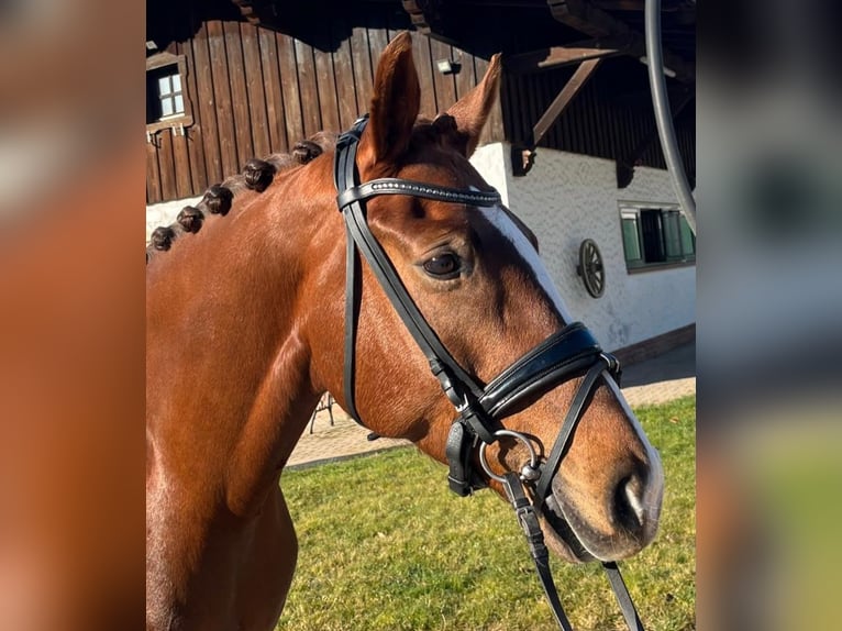 Bayerisches warmbloed Merrie 9 Jaar 168 cm Vos in Neuhütten