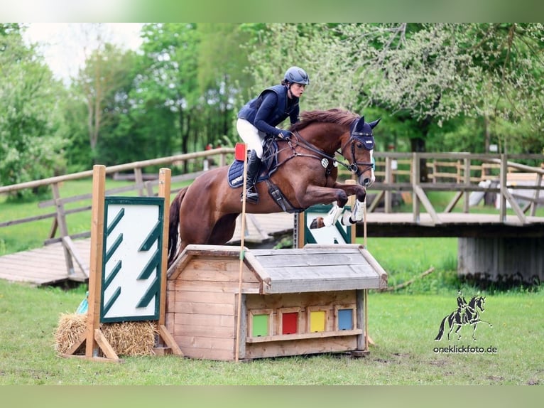 Bayerisches warmbloed Merrie 9 Jaar 168 cm Vos in Neuhütten