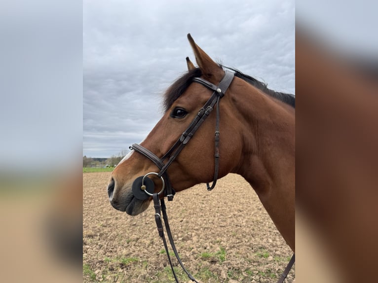 Bayerisches warmbloed Merrie 9 Jaar 169 cm Bruin in WaldbrunnWaldbrunn