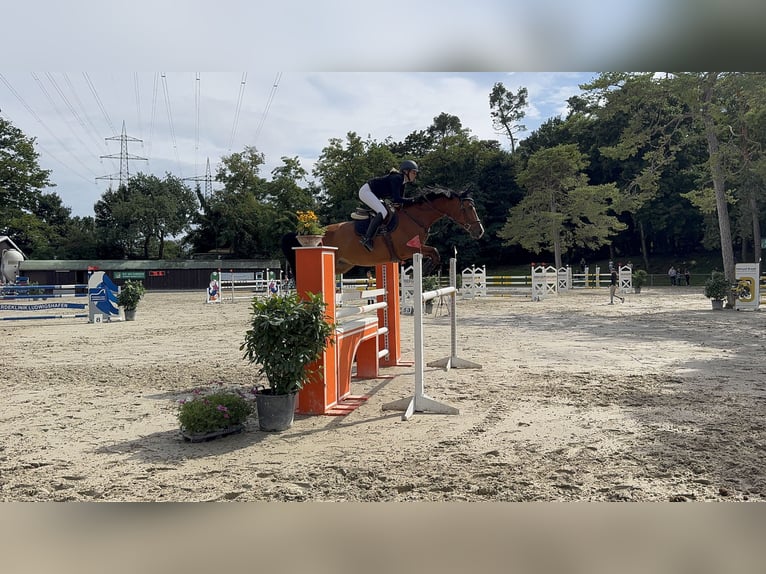 Bayerisches warmbloed Merrie 9 Jaar 169 cm Bruin in WaldbrunnWaldbrunn