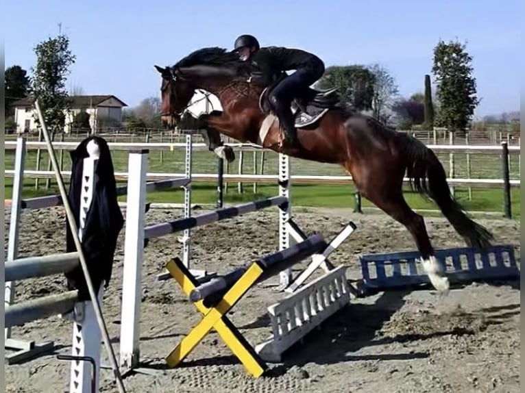 Bayerisches warmbloed Merrie 9 Jaar 170 cm Bruin in Mansuè