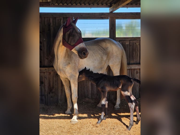 Bayerisches warmbloed Mix Merrie Veulen (07/2025) 160 cm kan schimmel zijn in Gau Bickelheim