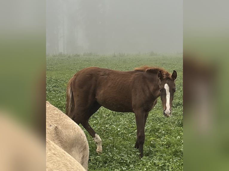Bayerisches warmbloed Merrie Veulen (04/2025) 170 cm Donkere-vos in Bad Berneck im Fichtelgebirge