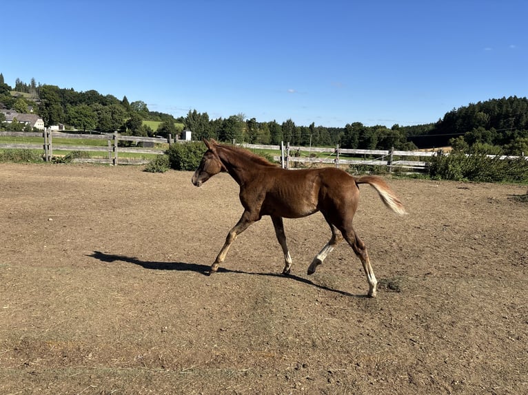 Bayerisches warmbloed Merrie Veulen (05/2025) 170 cm Donkere-vos in Himmelkron
