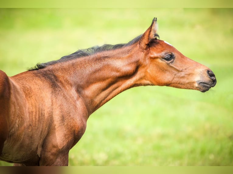 Bayerisches warmbloed Merrie veulen (06/2024) Bruin in Marktredwitz