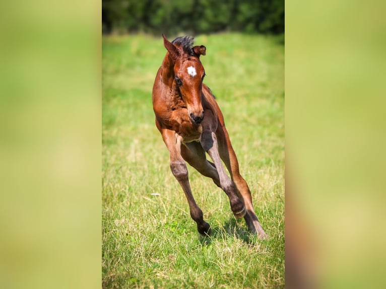 Bayerisches warmbloed Merrie veulen (06/2024) Bruin in Marktredwitz