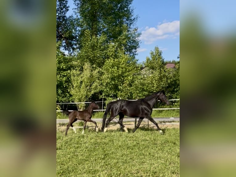 Bayerisches warmbloed Merrie Veulen (04/2026) Zwart in Bad Windsheim