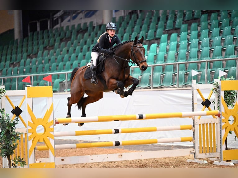 Bayerisches warmbloed Ruin 10 Jaar 164 cm Donkerbruin in Pfronstetten