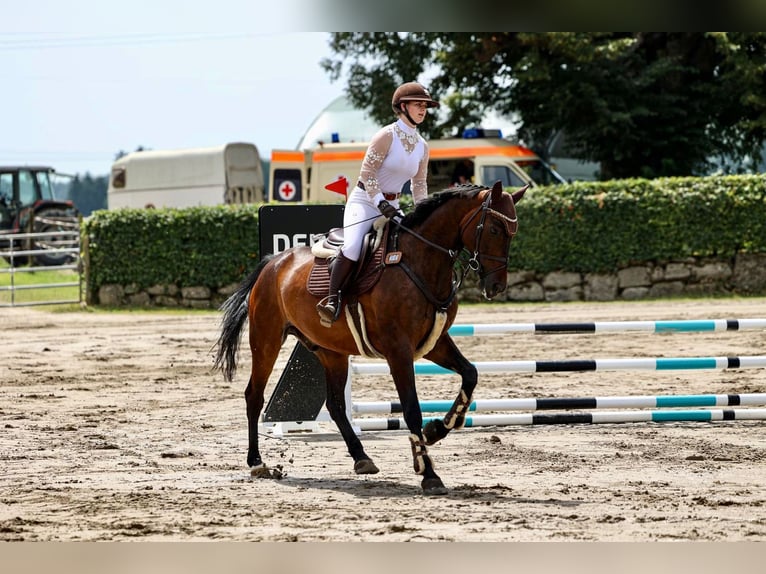 Bayerisches warmbloed Ruin 10 Jaar 165 cm Bruin in Kastl