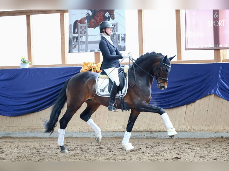 Bayerisches warmbloed Ruin 10 Jaar 168 cm Bruin in Riedstadt