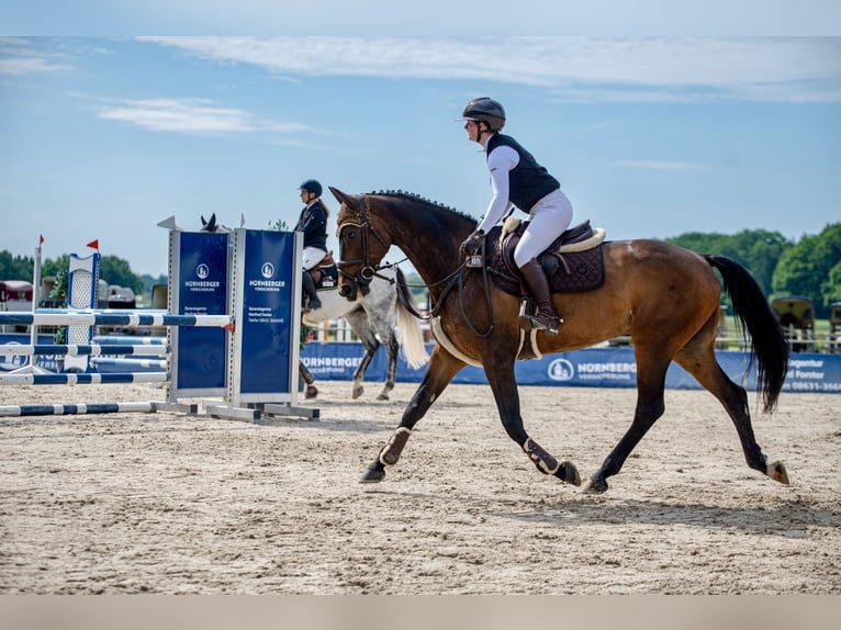 Bayerisches warmbloed Ruin 11 Jaar 167 cm Bruin in Erharting