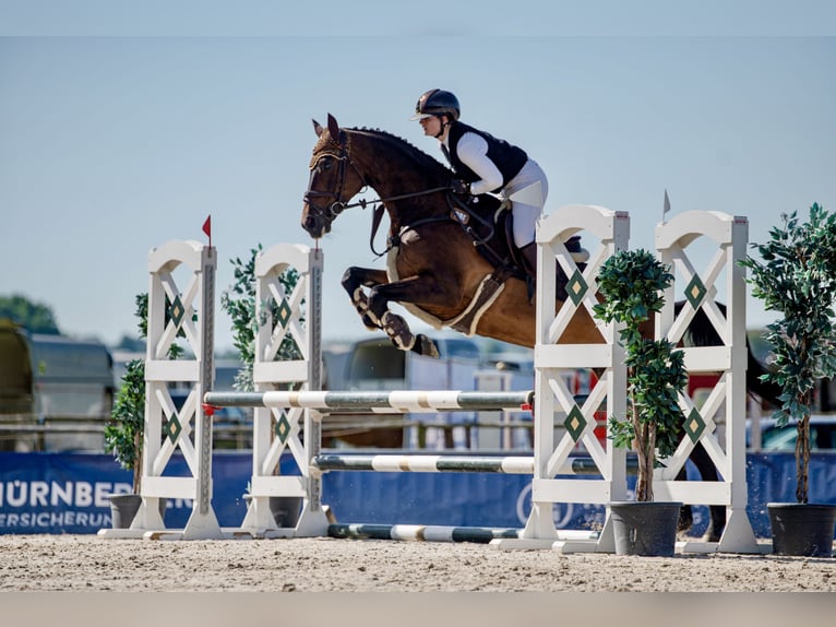 Bayerisches warmbloed Ruin 11 Jaar 167 cm Bruin in Erharting