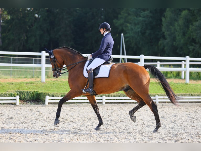 Bayerisches warmbloed Ruin 11 Jaar 179 cm Bruin in Reuth bei Erbendorf
