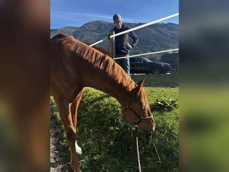 Bayerisches warmbloed Ruin 12 Jaar 170 cm Vos in Schaan
