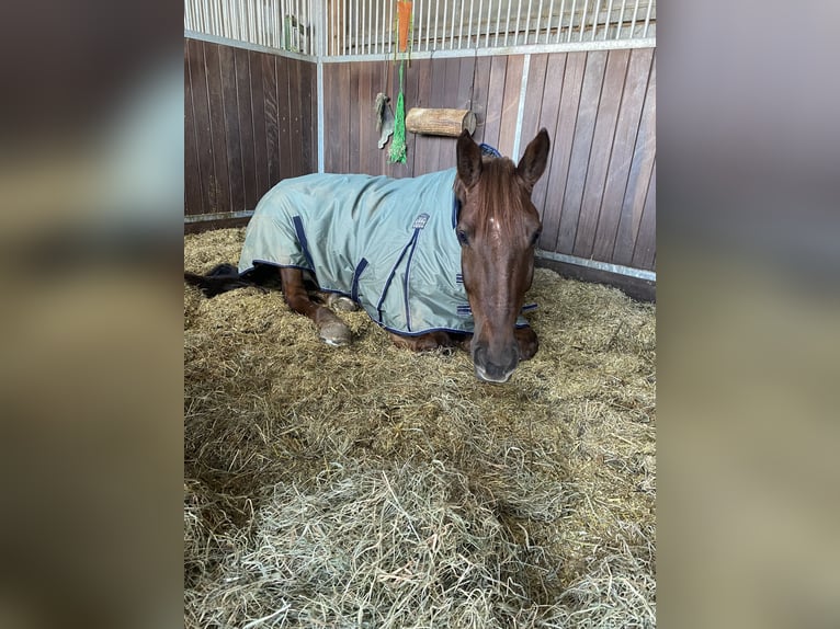 Bayerisches warmbloed Ruin 12 Jaar 172 cm Donkere-vos in Bad Schwartau