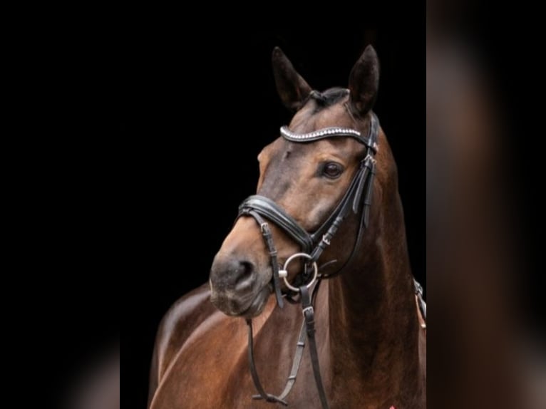 Bayerisches warmbloed Ruin 13 Jaar 159 cm Donkerbruin in Weiden