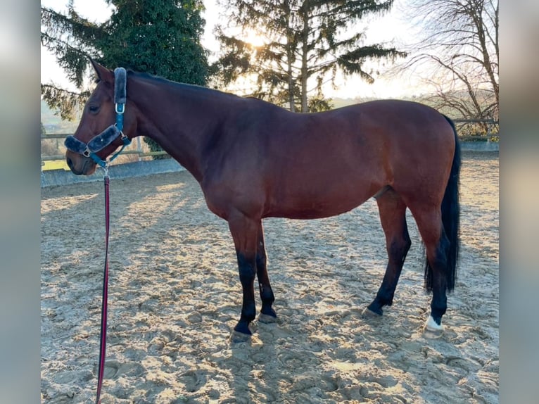 Bayerisches warmbloed Ruin 13 Jaar 163 cm in Illingen