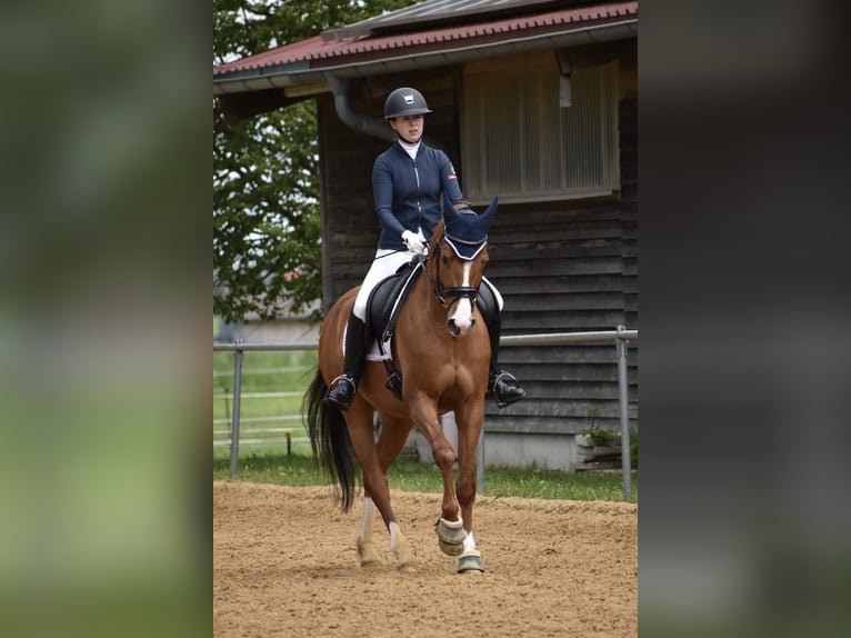 Bayerisches warmbloed Ruin 13 Jaar 163 cm Vos in Buchenberg