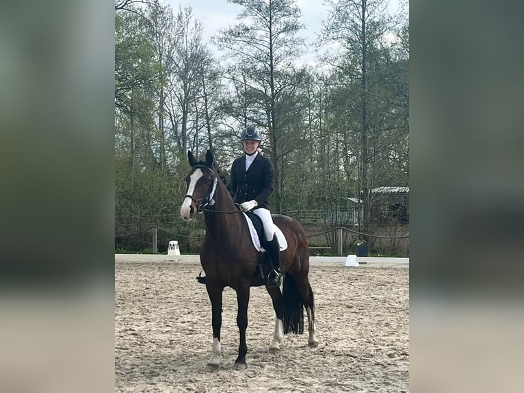 Bayerisches warmbloed Ruin 13 Jaar 165 cm Bruin in Bleckede