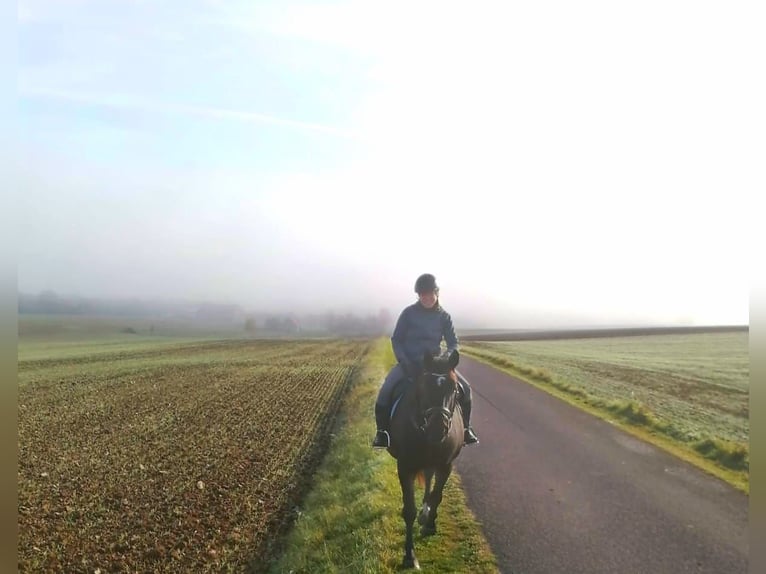 Bayerisches warmbloed Ruin 13 Jaar 168 cm Donkerbruin in Drosendorf
