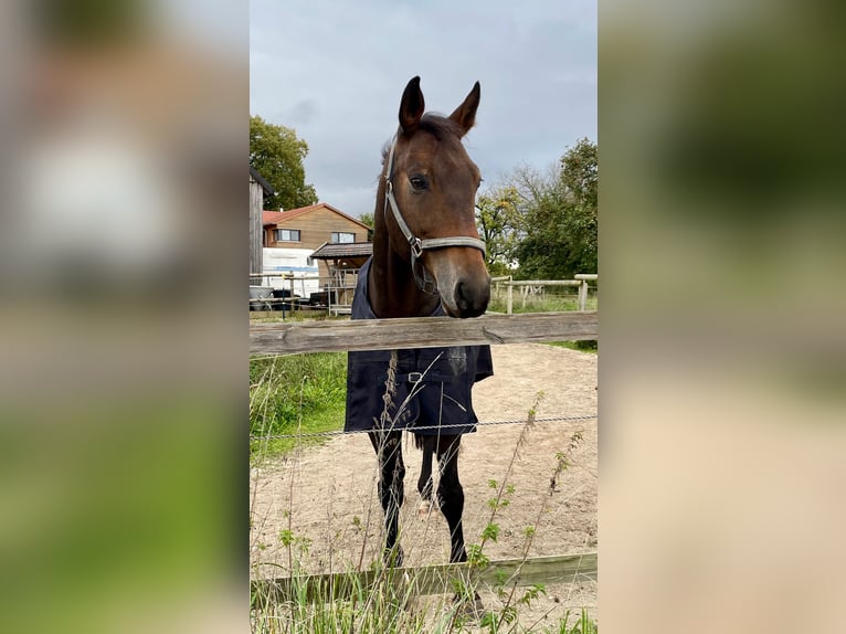 Bayerisches warmbloed Ruin 13 Jaar 170 cm Bruin in Beratzhausen