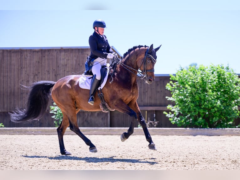 Bayerisches warmbloed Ruin 13 Jaar 172 cm Donkerbruin in Velden