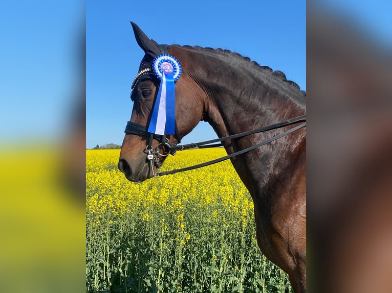 Bayerisches warmbloed Ruin 13 Jaar 172 cm Donkerbruin in Velden