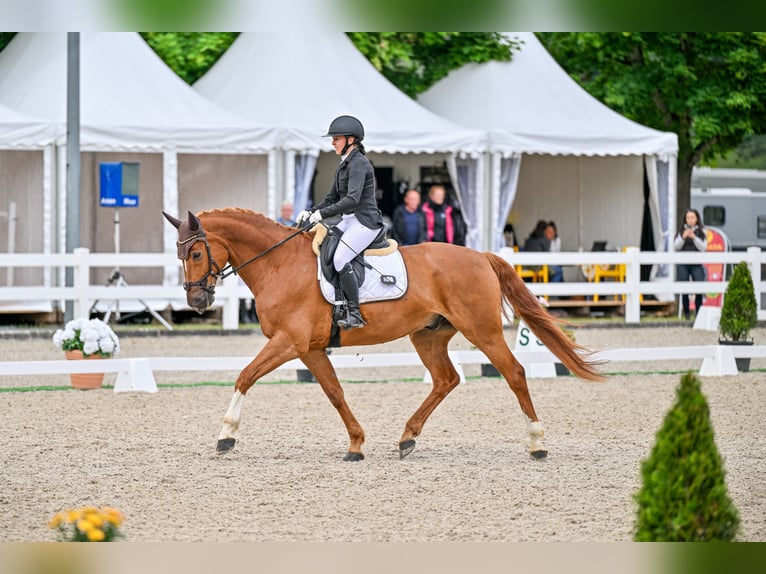 Bayerisches warmbloed Ruin 13 Jaar 173 cm Vos in Windlach