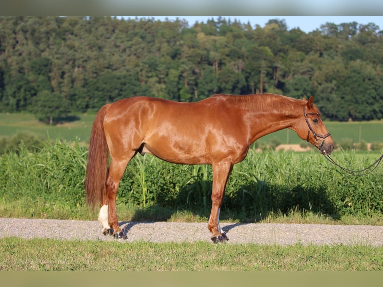 Bayerisches warmbloed Ruin 13 Jaar 173 cm Vos in Windlach