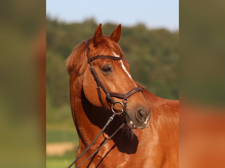 Bayerisches warmbloed Ruin 13 Jaar 173 cm Vos in Windlach