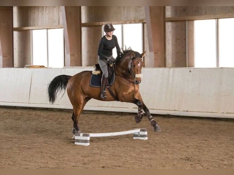 Bayerisches warmbloed Ruin 13 Jaar 175 cm Bruin in Weiler-Simmerberg