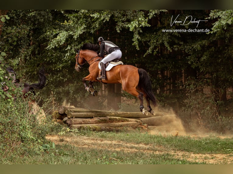 Bayerisches warmbloed Ruin 13 Jaar 175 cm Bruin in Weiler-Simmerberg