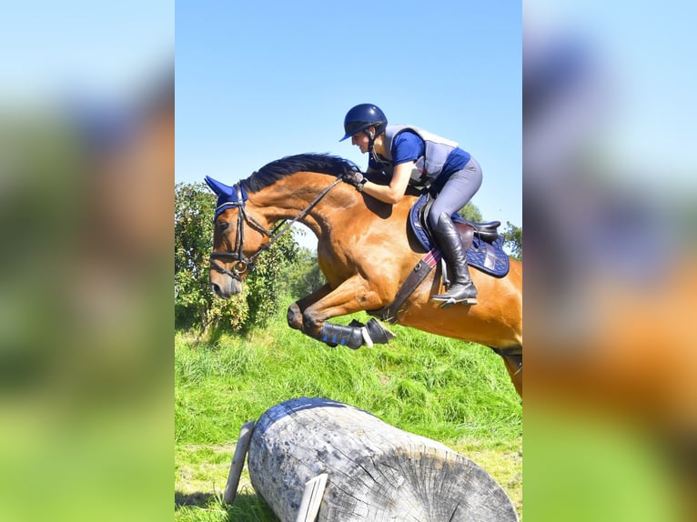 Bayerisches warmbloed Ruin 13 Jaar 175 cm Bruin in Weiler-Simmerberg