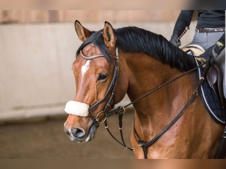 Bayerisches warmbloed Ruin 13 Jaar 175 cm Bruin in Weiler-Simmerberg