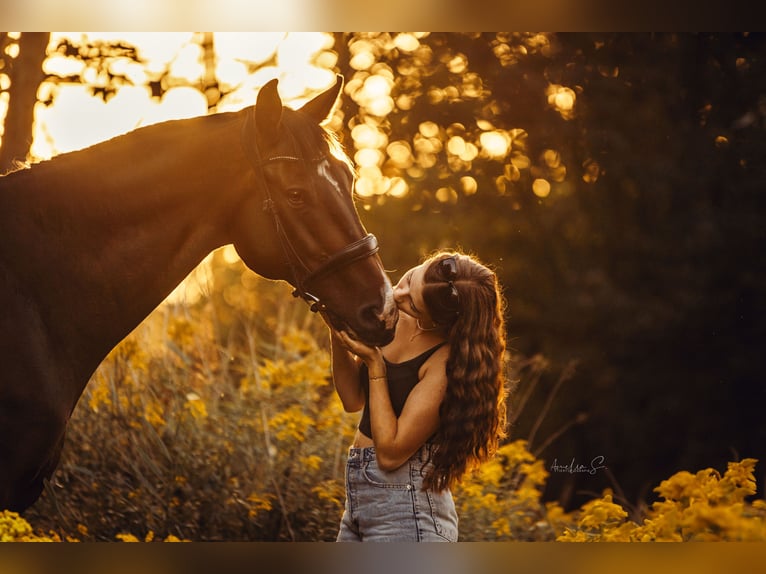 Bayerisches warmbloed Ruin 13 Jaar 175 cm Donkerbruin in Klaus