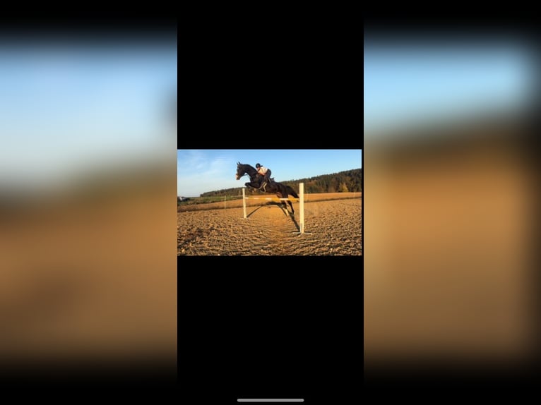 Bayerisches warmbloed Ruin 13 Jaar 180 cm Zwart in Hötzelsdorf