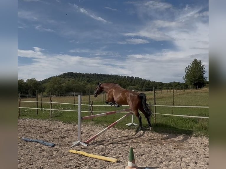 Bayerisches warmbloed Ruin 14 Jaar 163 cm Bruin in Illingen