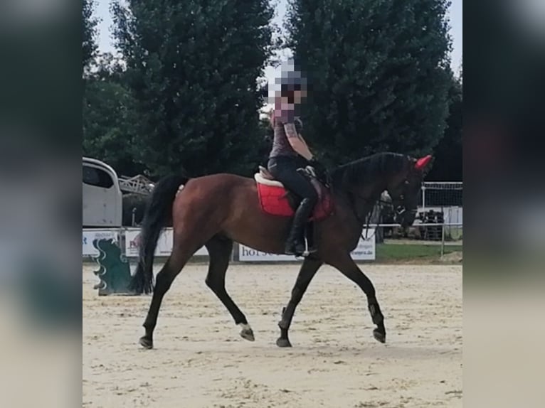 Bayerisches warmbloed Ruin 14 Jaar 163 cm Bruin in Illingen
