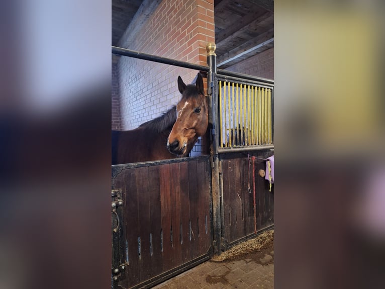 Bayerisches warmbloed Ruin 14 Jaar 165 cm Bruin in Reutte