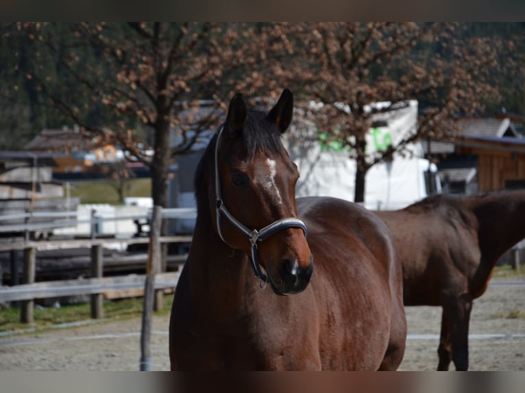 Bayerisches warmbloed Ruin 14 Jaar 165 cm Bruin in Reutte