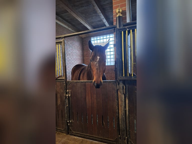 Bayerisches warmbloed Ruin 14 Jaar 165 cm Bruin in Reutte