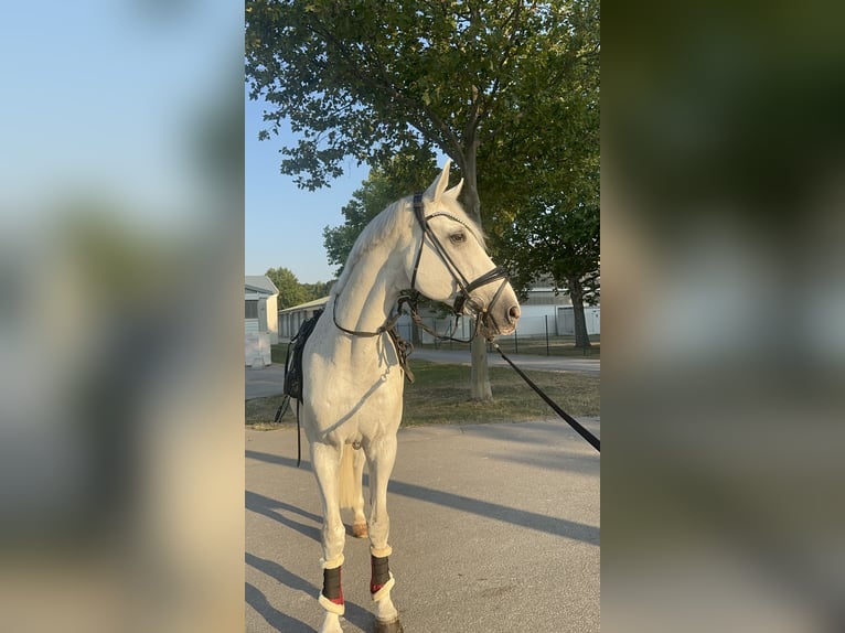 Bayerisches warmbloed Ruin 14 Jaar 170 cm Schimmel in Ebreichsdorf-COMER-City