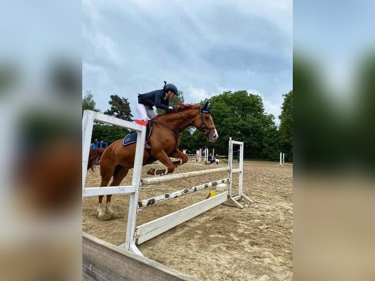 Bayerisches warmbloed Ruin 14 Jaar 170 cm Vos in Wolfsberg