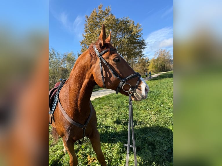 Bayerisches warmbloed Ruin 14 Jaar 170 cm Vos in Wolfsberg