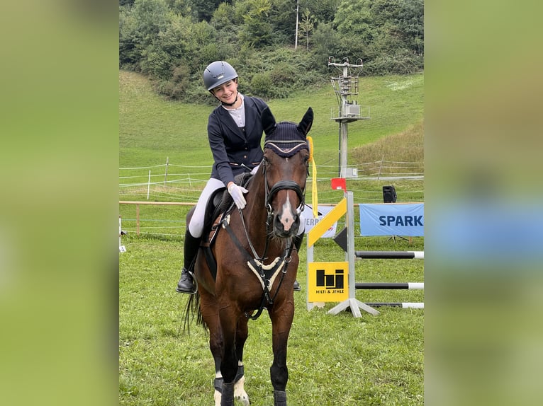 Bayerisches warmbloed Ruin 14 Jaar 175 cm Donkerbruin in Klaus