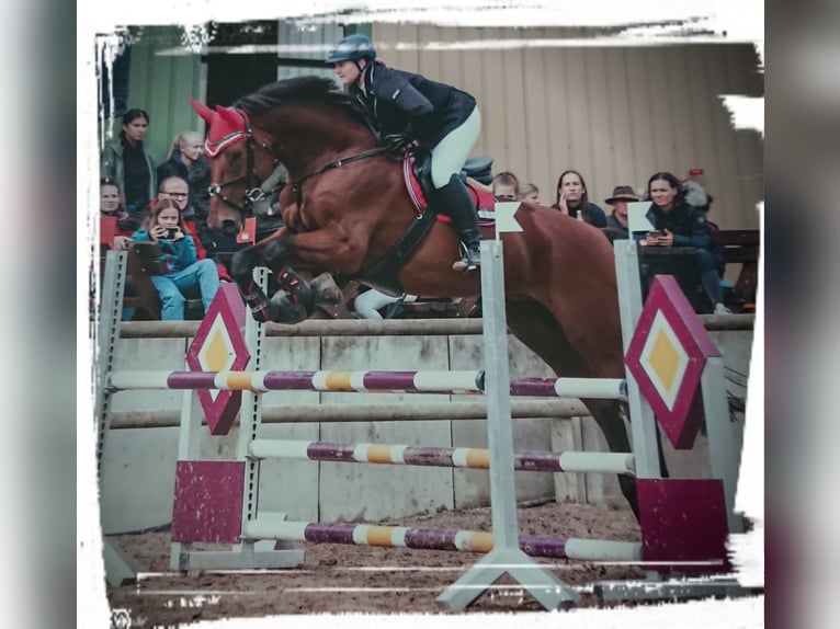 Bayerisches warmbloed Ruin 14 Jaar 180 cm Bruin in Dingolfing