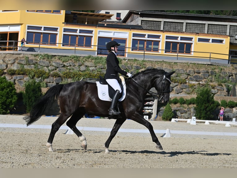 Bayerisches warmbloed Ruin 14 Jaar in Linz