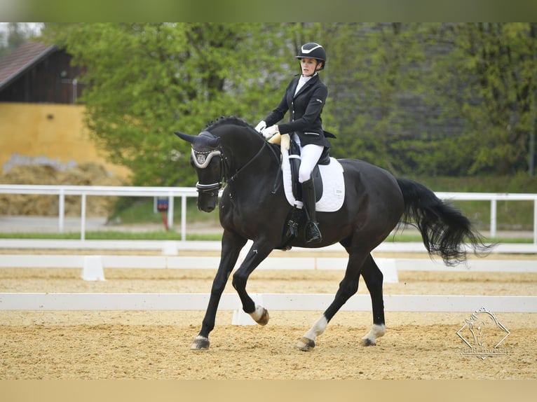 Bayerisches warmbloed Ruin 14 Jaar in Linz